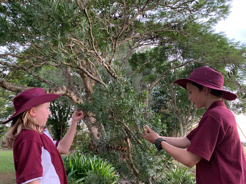 School children Natural play at bush kindy Queensland