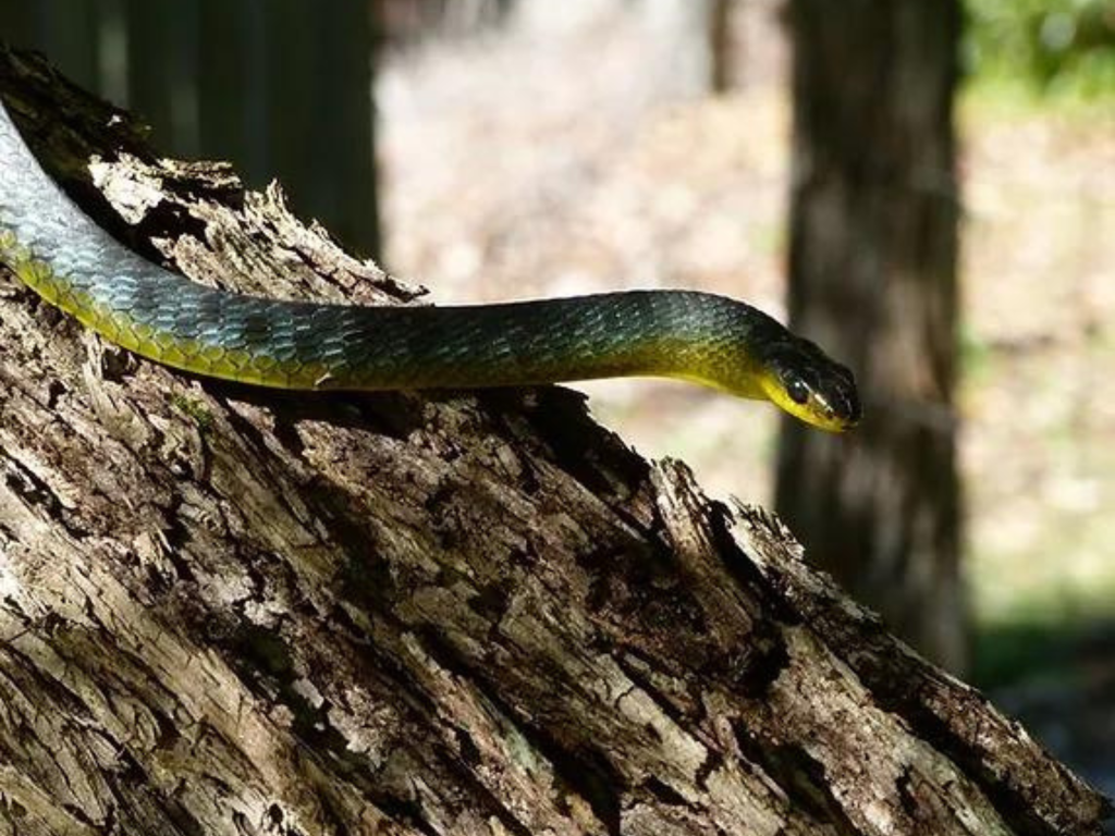 Bush Kindy Australia Snake Awareness Program